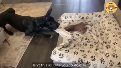 Watch what happens when tiny, scared puppy falls in love with a 120 pound great dane and her Mom!