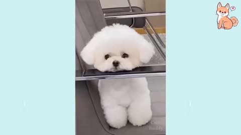 Cute puppies 😙🐶😘 a cute puppy videos