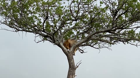 Lion Carefully Climbs Down Tree