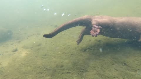 otter catching fish underwater