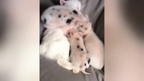 Patient cat nursing three little piggies
