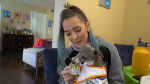 A Dog Owner Treats Dogs Like Babies For A Day