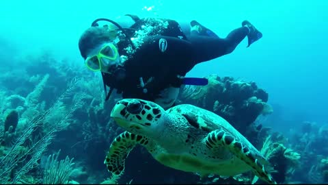 Endangered sea turtle calmly swims with scuba diver