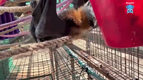 Rescuing a baby flying-fox on the ground this is King George.mp4