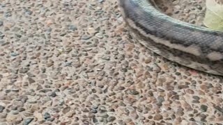 A Carpet Python claims drive way