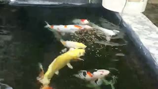 koi fish pond (16)