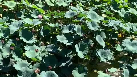 So many lotus leaves are so beautiful