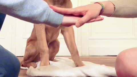 Dogs Understand Confusing Human Behavior