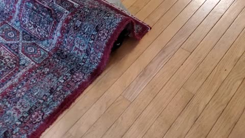 Hamlin cat hiding under carpet
