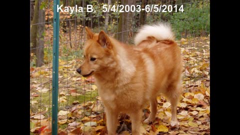 #364 - 20140605 - Farewell tribute to our beloved Finnish Spitz Kayla. R.I.P.