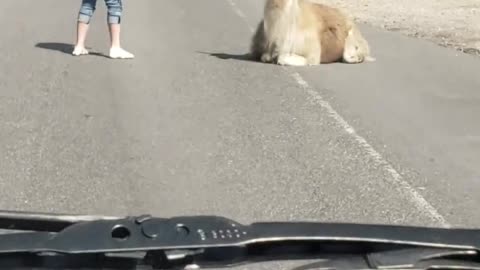 Llama Doesn't Want to Move off the Road