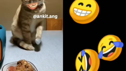 Bangad billa funny viedo / cat funny viedo