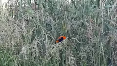 Northern Red Bishop Bird