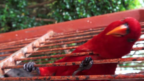 Red Lory