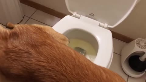 Dog peeing in toilet viral video