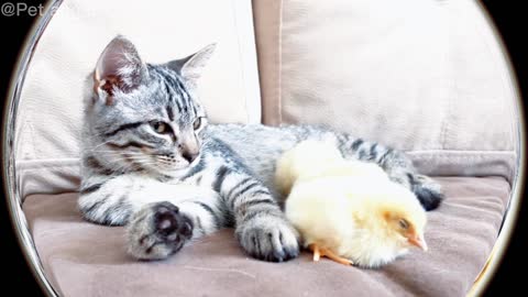 Chicks and kittens live in harmony.