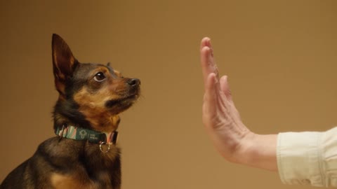 Toca ae cãozinho.