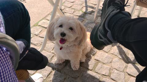 Cute Puppy Barking at Owner