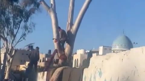 Gazans resort to chopping trees for firewood