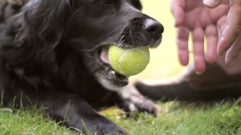Dog Chewing Tennis Ball !