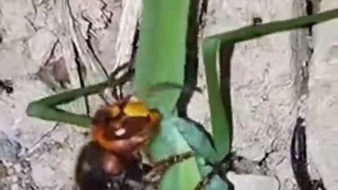 Mantis vs hornets