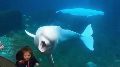 Look what this Dolphin did that scares children