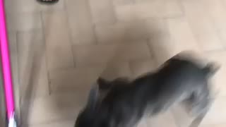 French bulldog looses it with hoover