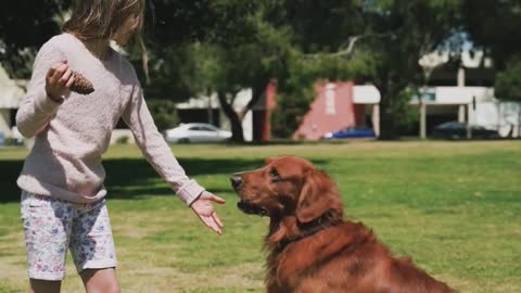 Young Girl Playing With A Dog.