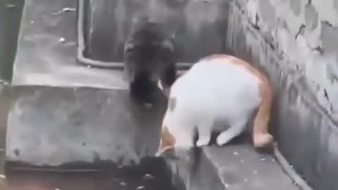 funny cat videos