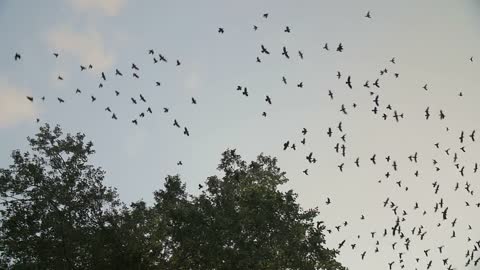 Silhouettes of crows flying over trees