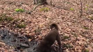 Pup dives face first into puddle of mud
