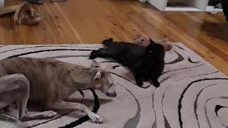 Let's play puppy verses cat