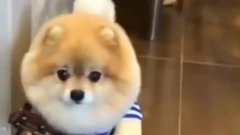 You will get STOMACH ACHE FROM LAUGHING SO HARD🐶Funny Dog Videos #Short 64