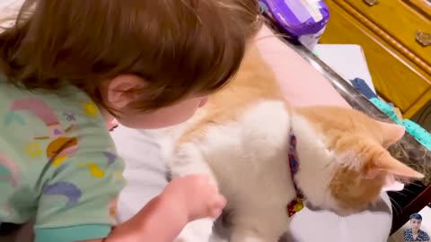 What Happends - When Cute Cats Takes Care of Baby || Cool Peachy