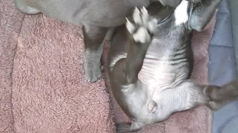 Baby grey pitbulls playing with each other on maroon bed