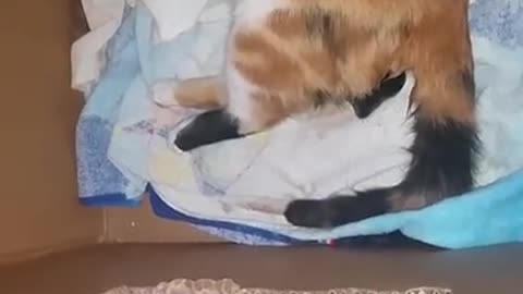 Cat giving birth☺️