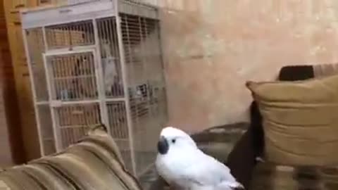 A parrot rejects the idea of marriage very funny 🤣🤣🤣 justaMoment