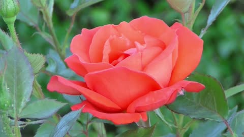 rose flower -