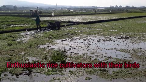 Enthusiastic rice cultivators with their birds