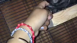 Scratching petting black chinchilla