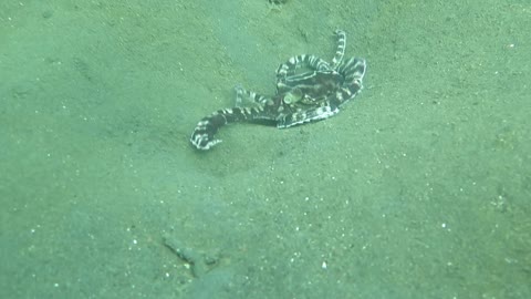 Mimic Octopus Swims in Indonesia