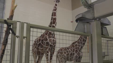 giraffe eating in the zoo