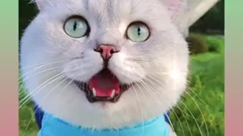 Super cute cat fanny beautiful video. Excellent very nice good job.