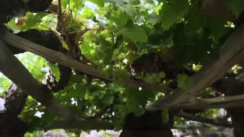 Growing and Harvesting Grapes in the Volcanic Land - How to Make Volcano Wine at the factory