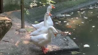 big white goose