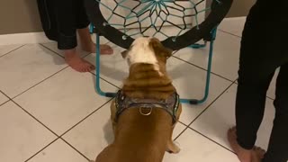Louie the Bulldog Gets Stuck in Bungee Chair