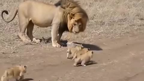 baby lions with lion anjoy and playing 🦁