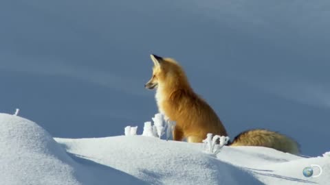 Fox Dives head first in to snow | planet earth