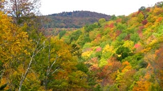 Colorful Foliage