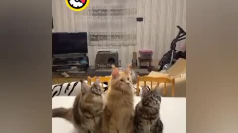 😄ThreeSome Cat's Study